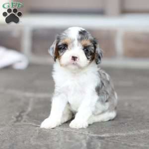 Bailey, Cavapoo Puppy